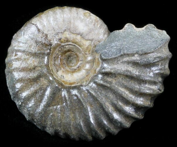 Acanthohoplites Ammonite Fossil - Caucasus, Russia #30080